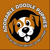Adorable Doodle Puppies